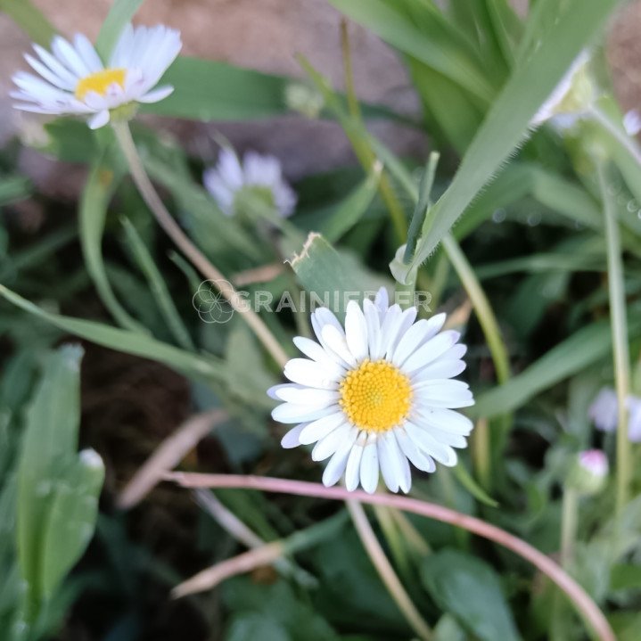 Pâquerette, pâquerette vivace, Bellis perennis image